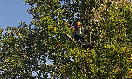 Tree & Hedge Pruning