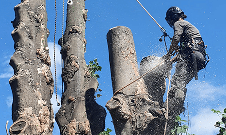 Tree Removal & Site Clearance
